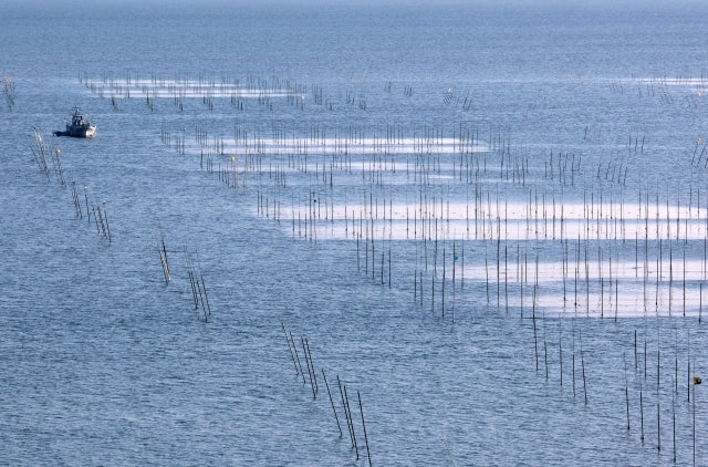有明海 ノリ養殖