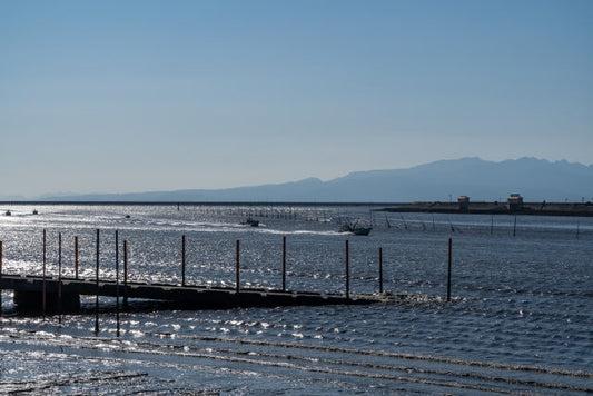 初摘み　一番摘み　有明海苔　最高級海苔