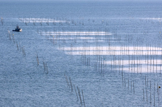 業務海苔　入札　ラーメン　おにぎり　寿司　巻き寿司