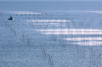 有明海　ノリ養殖
